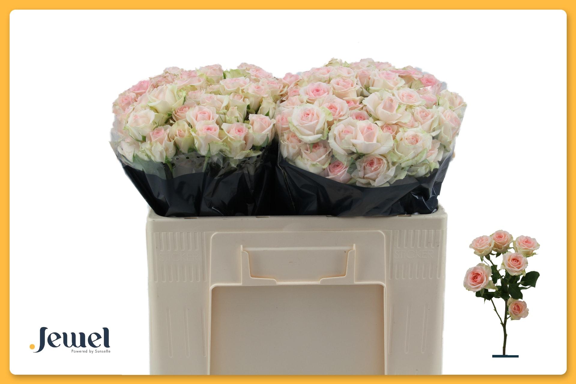 Срезанные цветы оптом Rosa spray happy wedding от 50шт из Голландии с доставкой по России