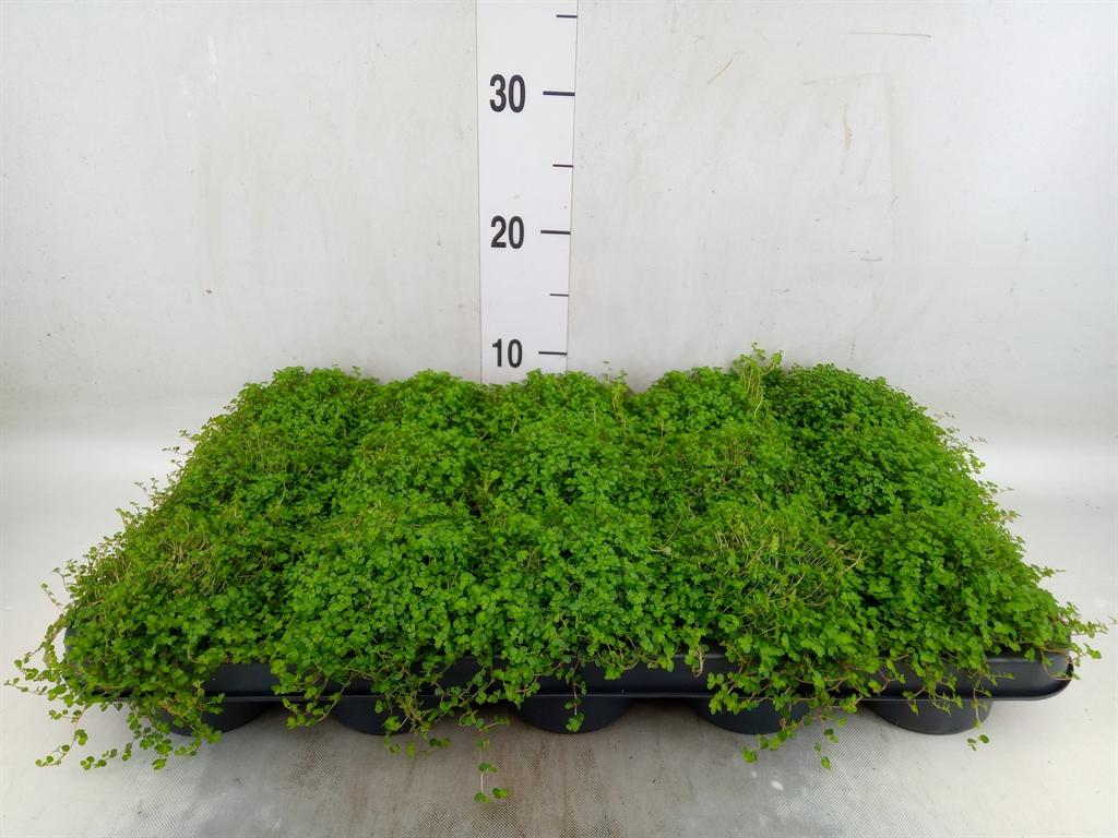 Горшечные цветы и растения оптом Selaginella Apoda от 6шт из Голландии с доставкой по России