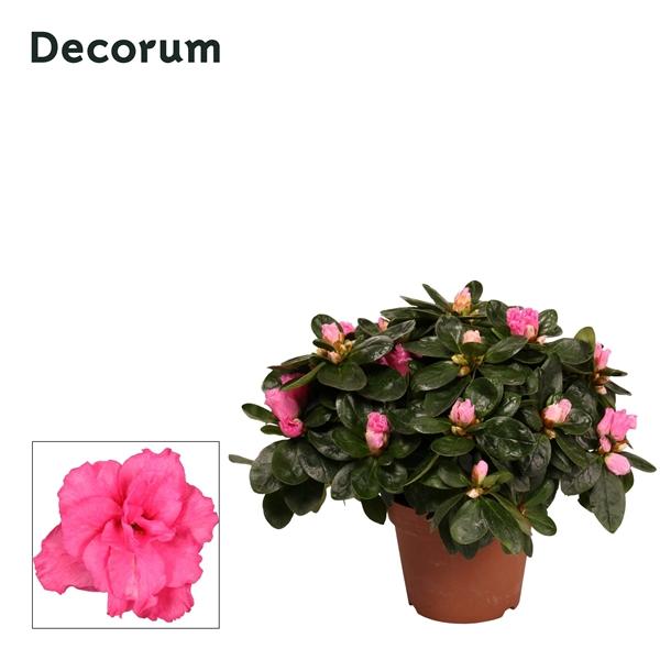 Горшечные цветы и растения оптом Azalea Pink (decorum) от 8шт из Голландии с доставкой по России Горшечные цветы и растения оптом Azalea Pink (decorum) от 8шт из Голландии с доставкой по России