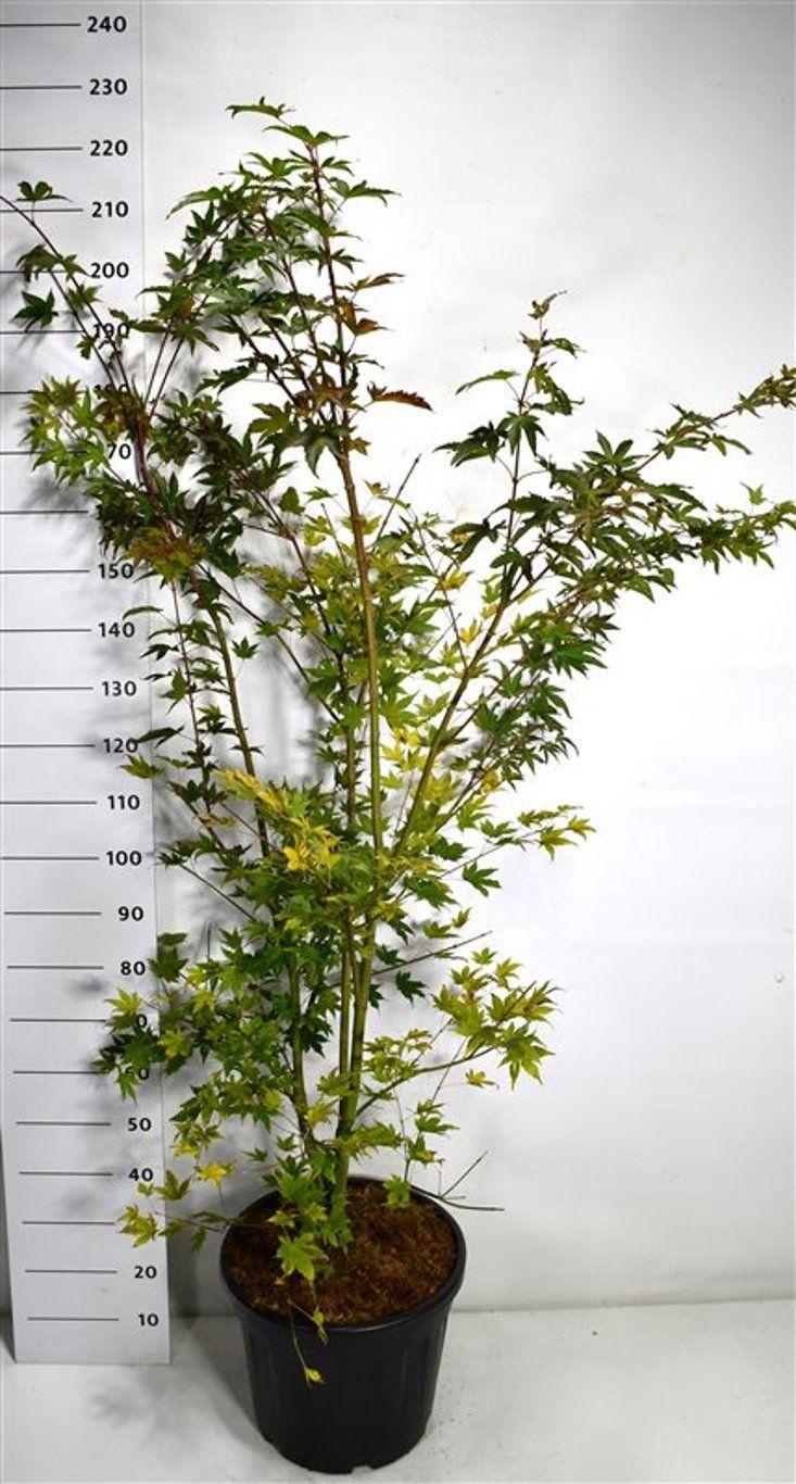 Горшечные цветы и растения оптом Acer Palm Brown Sugar от 1шт из Голландии с доставкой по России