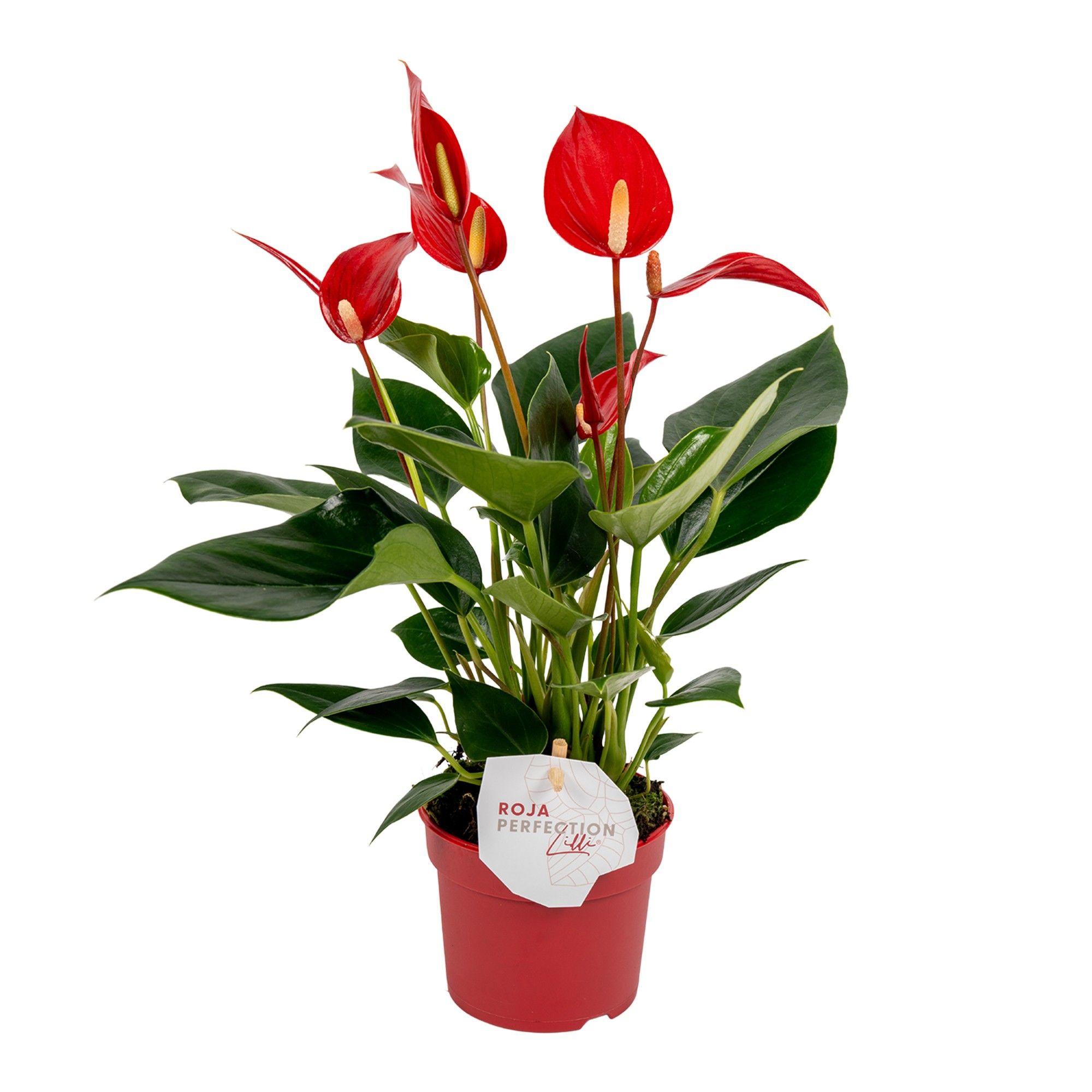 Горшечные цветы и растения оптом Anth An Lilli Red 3+ от 12шт (для телеги) из Голландии с доставкой по России