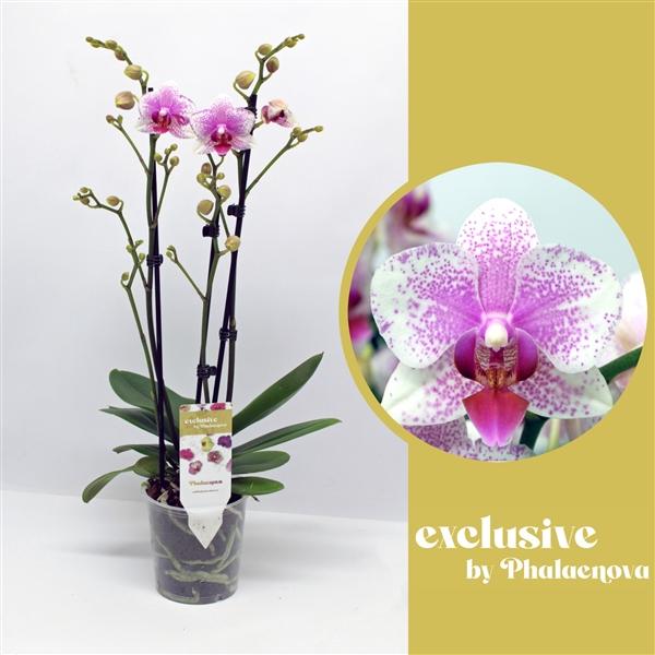 Горшечные цветы и растения оптом Phal 3st Rotterdam 16+ (phalaenova) от 10шт из Голландии с доставкой по России