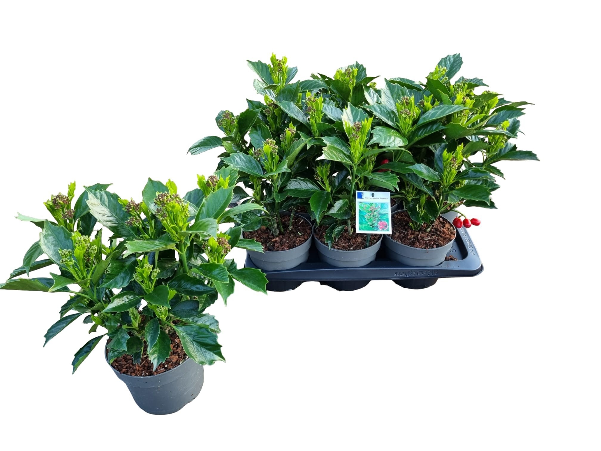 Горшечные цветы и растения оптом Aucuba J Rozannie от 6шт из Голландии с доставкой по России