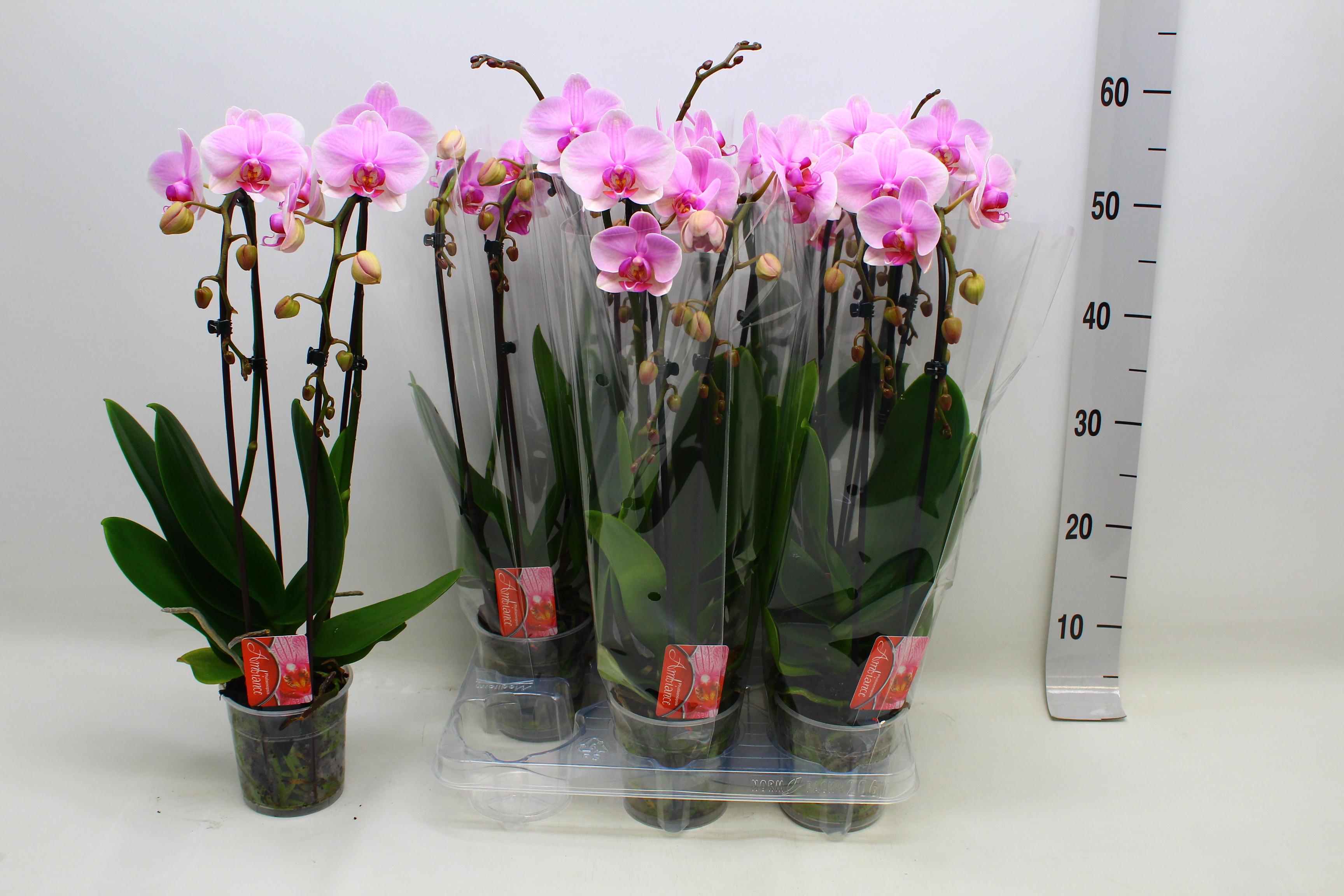 Горшечные цветы и растения оптом Phal El Cascade от 6шт из Голландии с доставкой по России