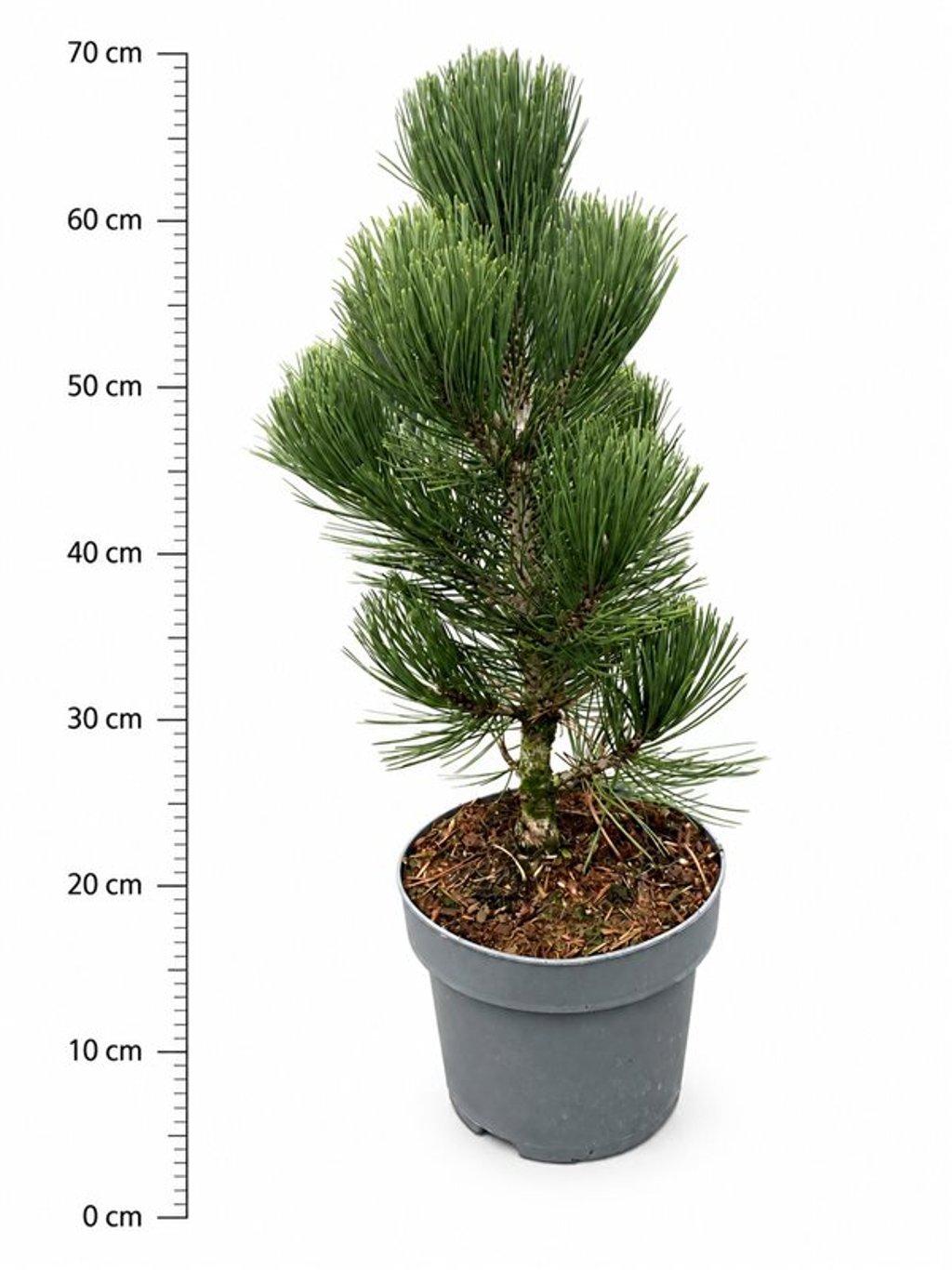 Горшечные цветы и растения оптом Pinus Heldreichii Malinki от 1шт из Голландии с доставкой по России