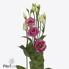 Срезанные цветы оптом Lisianthus do rosita pink от 40шт.... из Голландии с доставкой по России