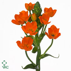Срезанные цветы оптом Ornithogalum magic star от 50шт. из Голландии с доставкой по России