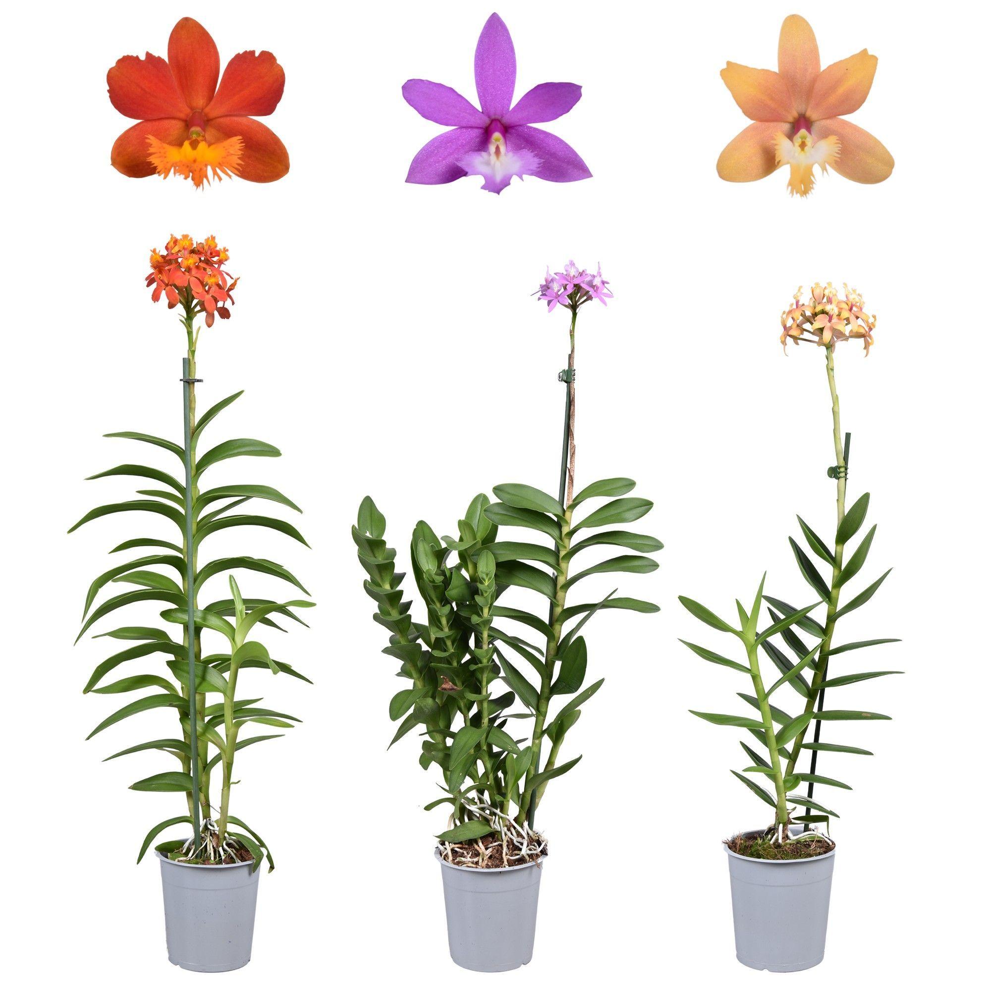 Горшечные цветы и растения оптом Epidendrum 1st Mix от 10шт из Голландии с доставкой по России