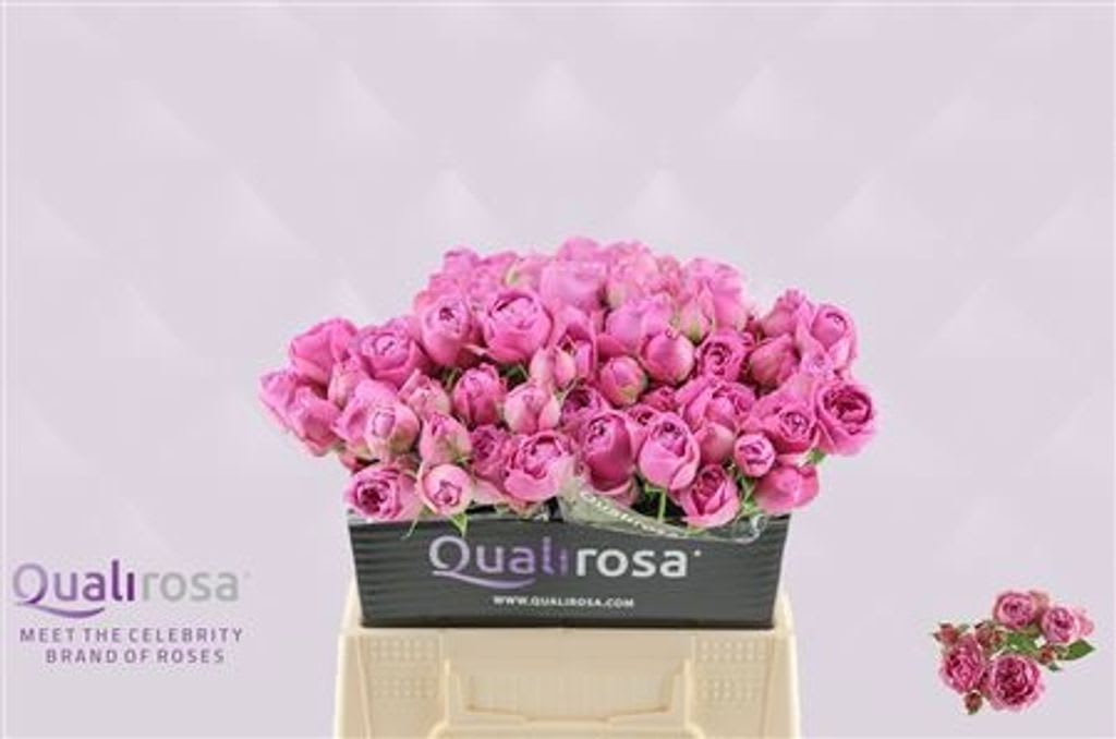 Срезанные цветы оптом Rosa spray misty bubbles от 40шт из Голландии с доставкой по России
