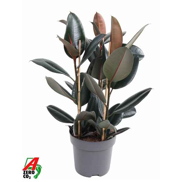 Горшечные цветы и растения оптом Ficus El Abidjan 3pp от 1шт из Голландии с доставкой по России