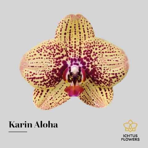 Срезанные цветы оптом Phalaenopsis karin aloha (per flower) от 25шт из Голландии с доставкой по России