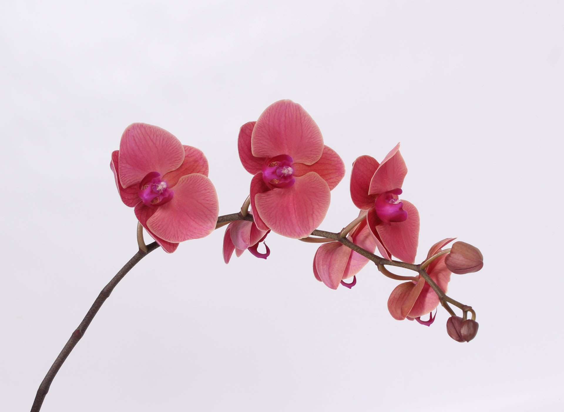 Срезанные цветы оптом Phalaenopsis asian coral (per stem) от 24шт.. из Голландии с доставкой по России