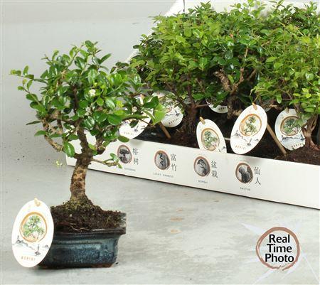 Горшечные цветы и растения оптом Bonsai Gem от 12шт из Голландии с доставкой по России