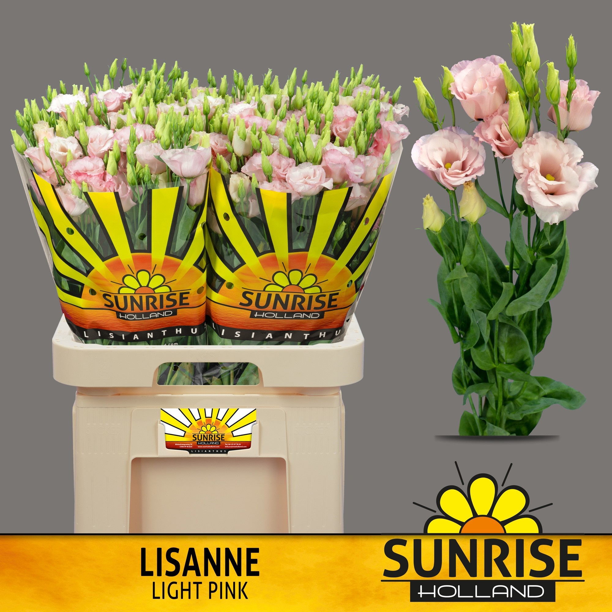 Срезанные цветы оптом Lisianthus do lisanne light pink от 40шт... из Голландии с доставкой по России