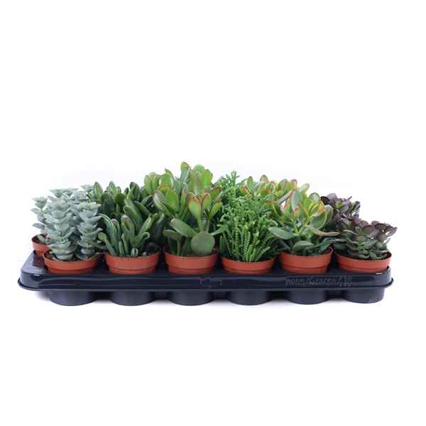 Горшечные цветы и растения оптом Crassula Mix от 18шт из Голландии с доставкой по России