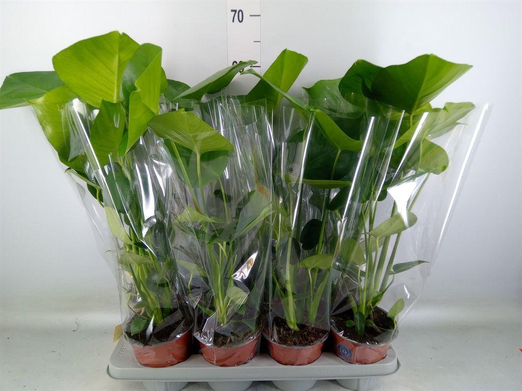 Горшечные цветы и растения оптом Monstera Delic. от 8шт из Голландии с доставкой по России