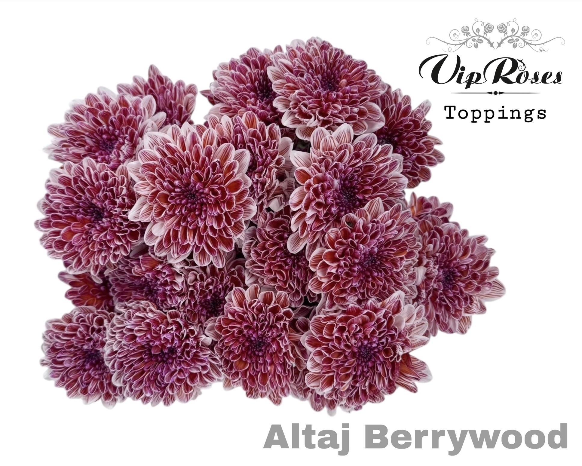 Срезанные цветы оптом Chrys bl paint altaj berrywood от 20шт из Голландии с доставкой по России