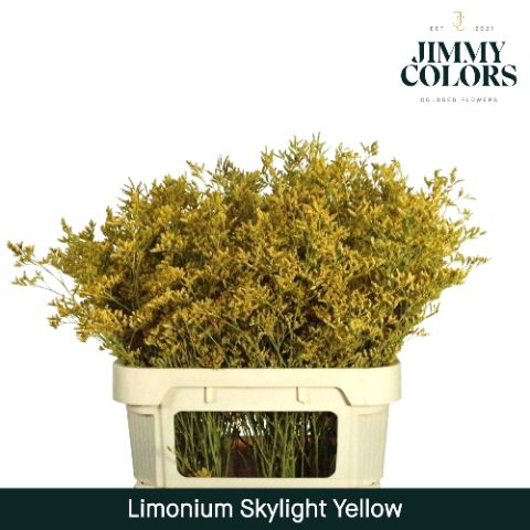 Срезанные цветы оптом Limonium paint yellow от 75шт из Голландии с доставкой по России