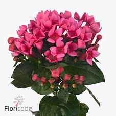 Срезанные цветы оптом Bouvardia si roza от 60шт из Голландии с доставкой по России