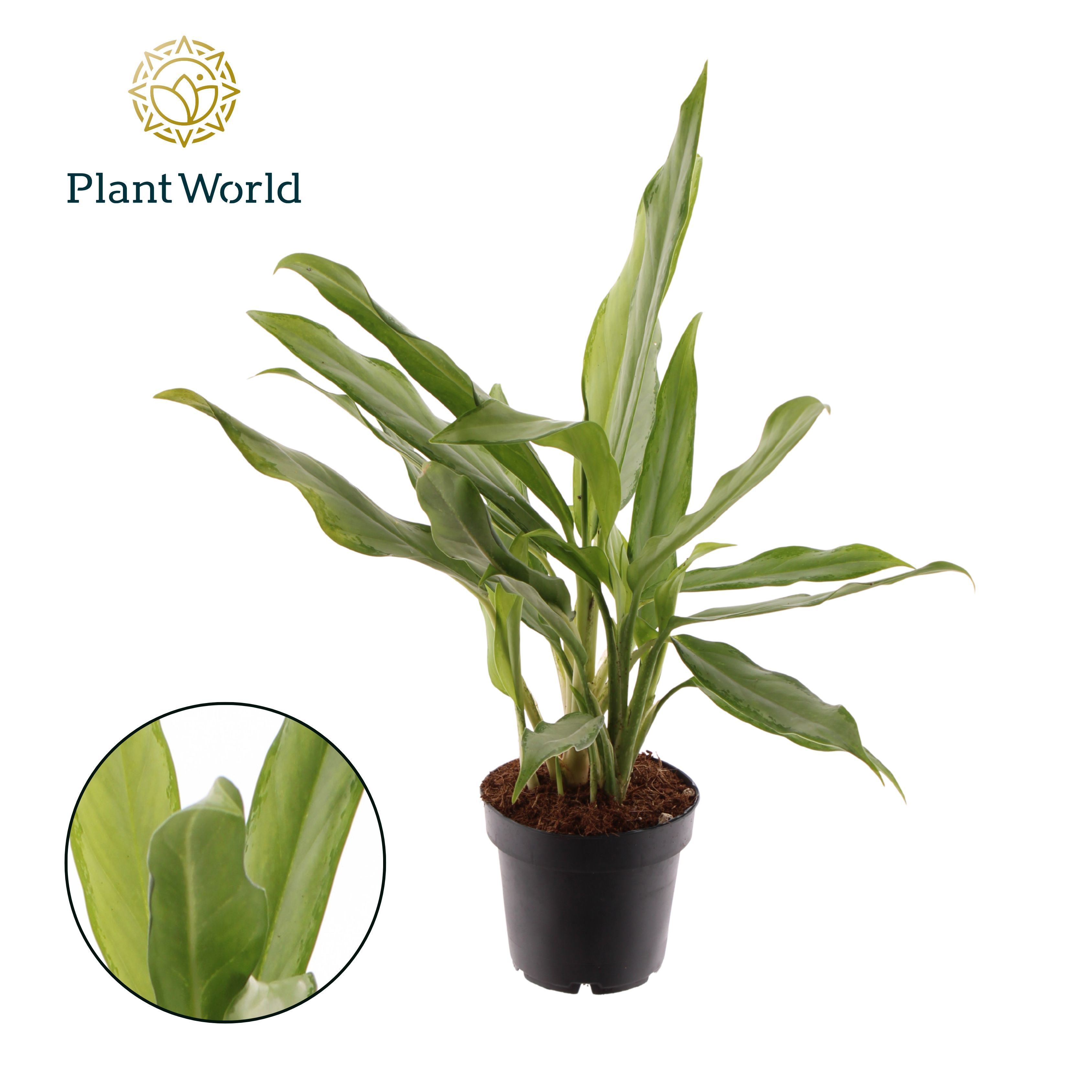 Горшечные цветы и растения оптом Aglaonema White Lance от 10шт из Голландии с доставкой по России