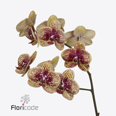 Срезанные цветы оптом Phalaenopsis karin aloha (per stem) от 15шт из Голландии с доставкой по России