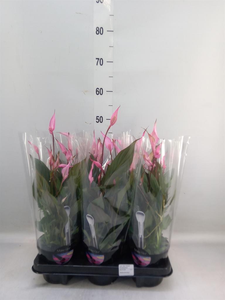 Горшечные цветы и растения оптом Spath Bellini Make-up 8+ от 6шт из Голландии с доставкой по России