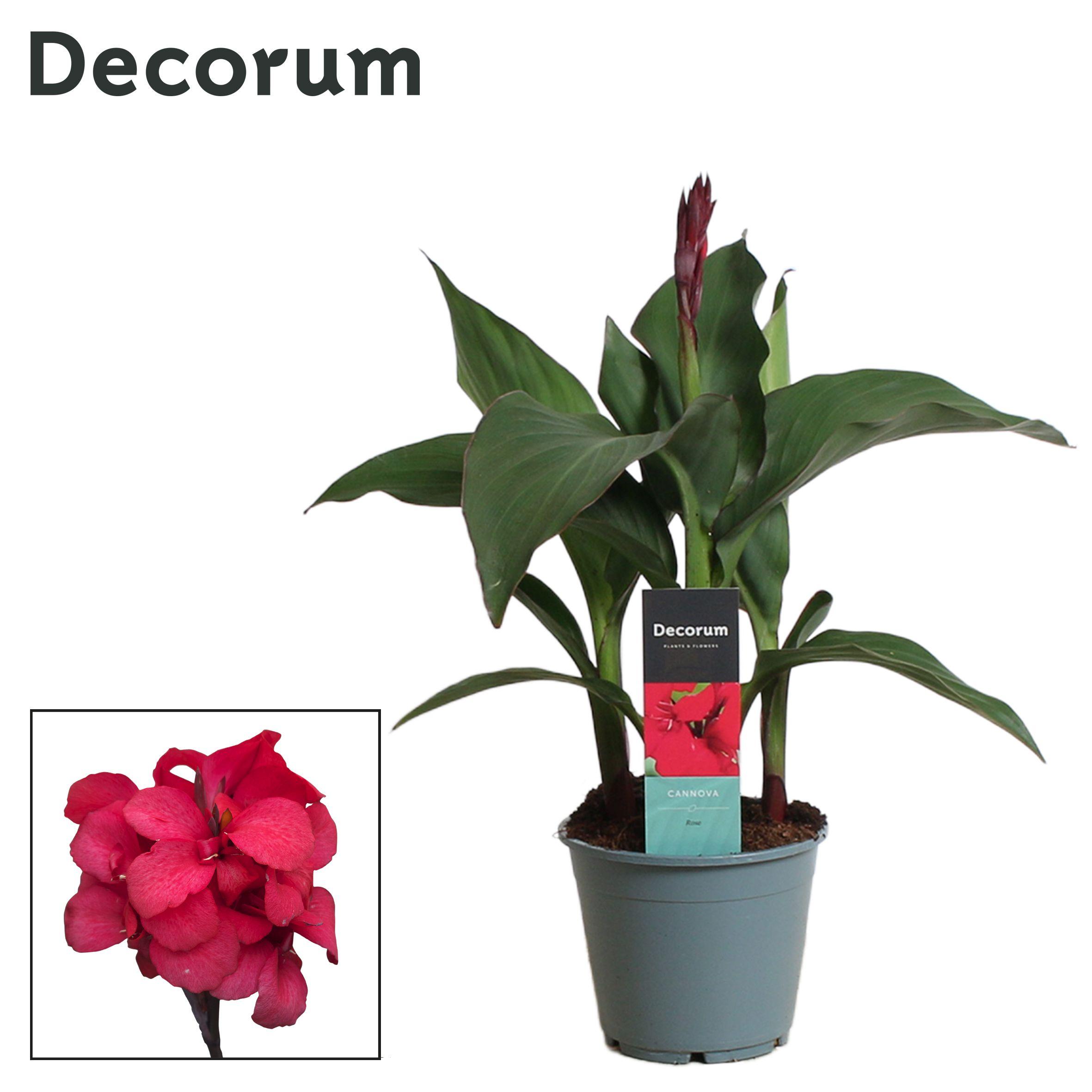 Горшечные цветы и растения оптом Canna Rose (decorum) от 7шт из Голландии с доставкой по России