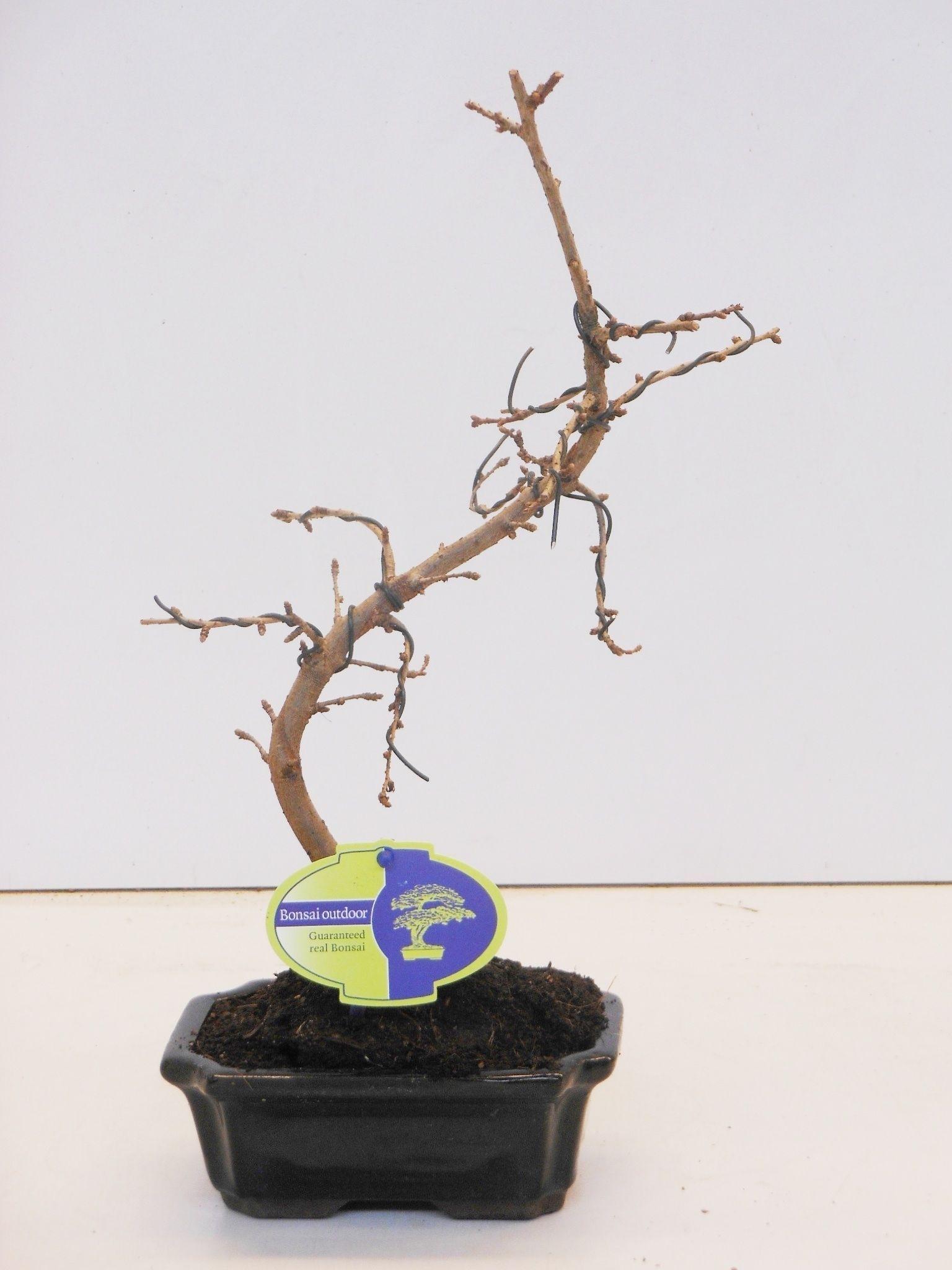 Горшечные цветы и растения оптом Bonsai Pseudolarix Amabilis от 8шт из Голландии с доставкой по России