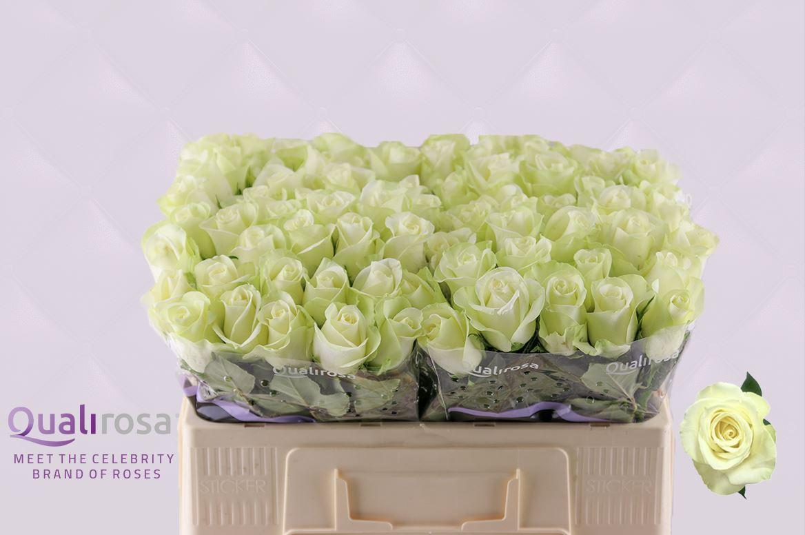 Срезанные цветы оптом Rosa large snowstorm+ от 80шт из Голландии с доставкой по России