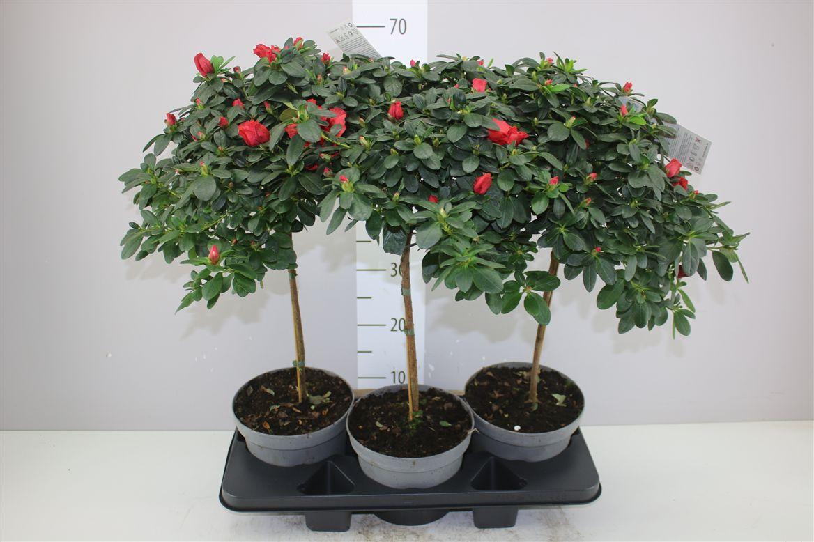 Горшечные цветы и растения оптом Rhododendron Si Op Stam Nordlicht от 3шт из Голландии с доставкой по России