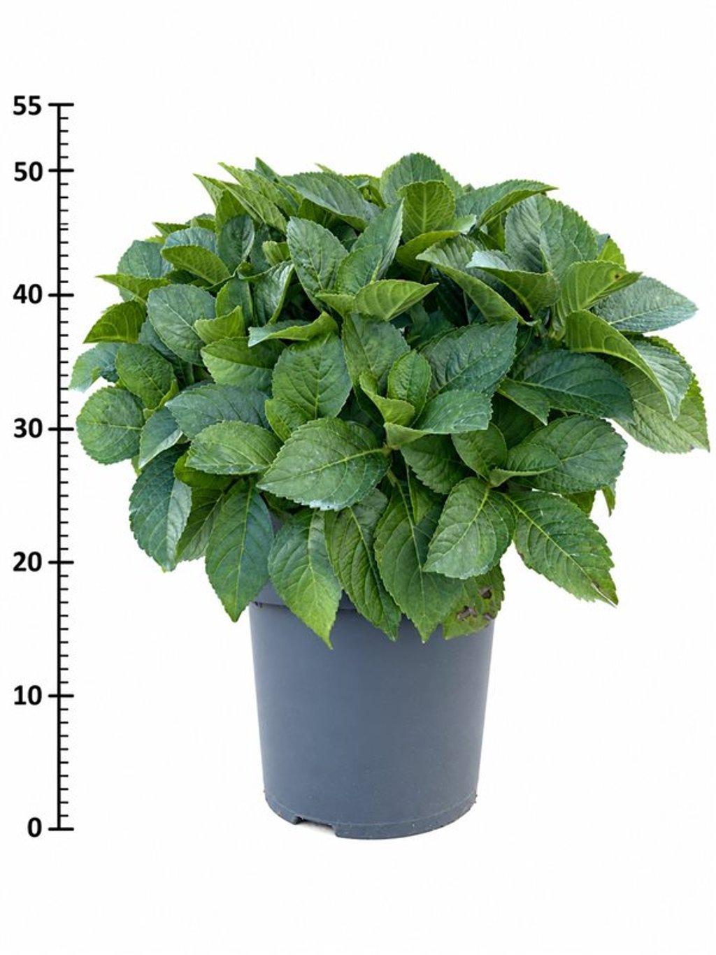 Горшечные цветы и растения оптом Hydrangea Macr. Blauw от 1шт из Голландии с доставкой по России Горшечные цветы и растения оптом Hydrangea Macr. Blauw от 1шт из Голландии с доставкой по России