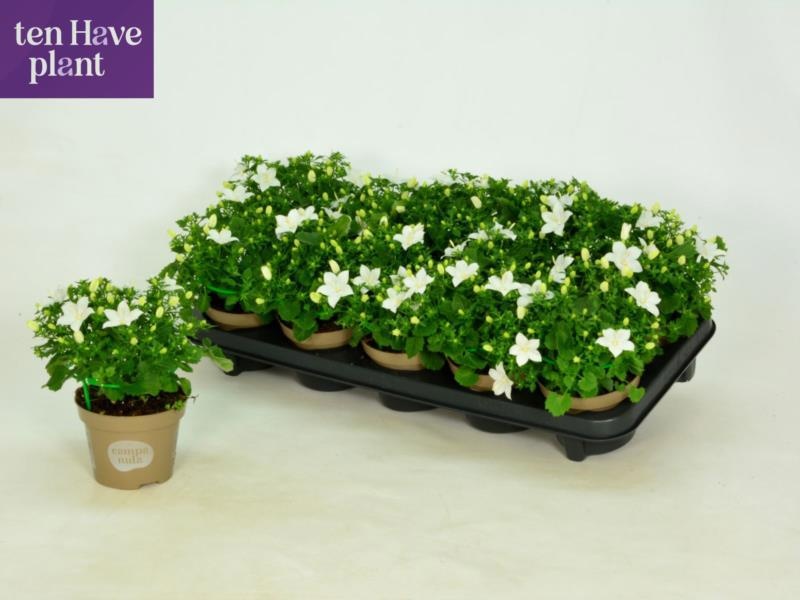 Горшечные цветы и растения оптом Camp Is Atlant White от 10шт (для телеги) из Голландии с доставкой по России