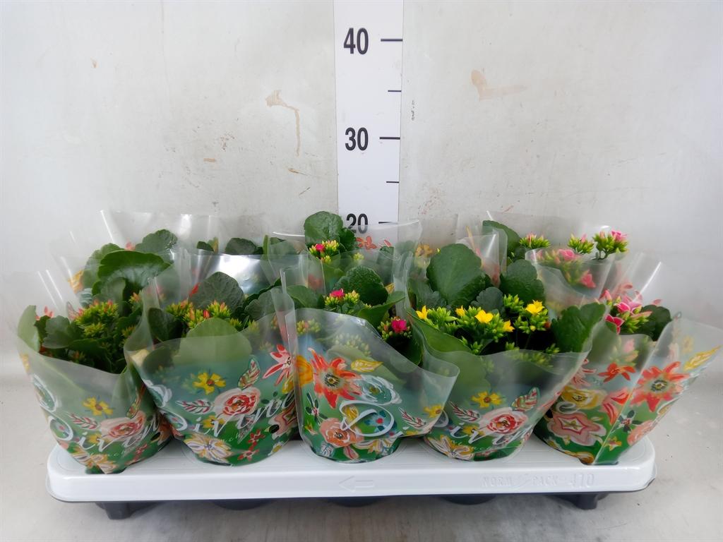 Горшечные цветы и растения оптом Kalanchoe Blos.   ..mix 5 от 10шт из Голландии с доставкой по России