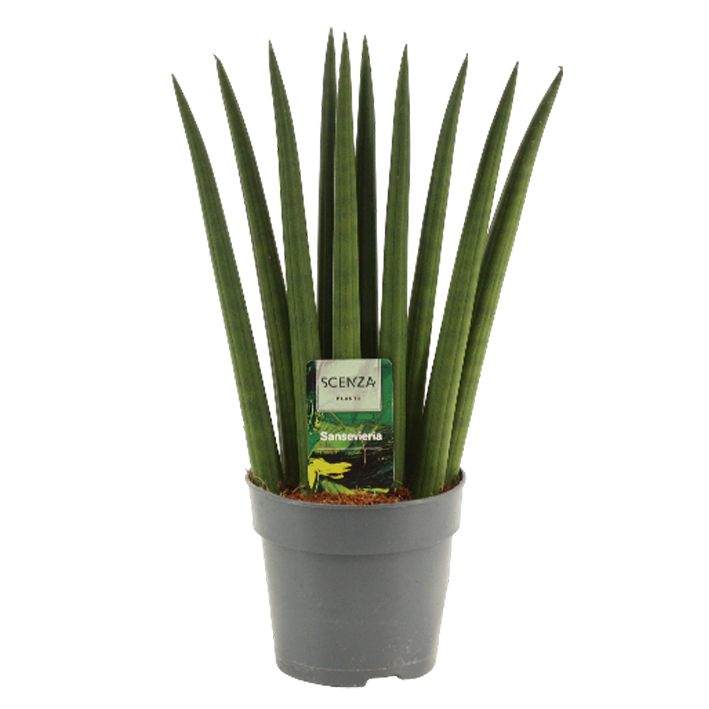 Горшечные цветы и растения оптом Sansevieria Cylindrica Fan от 10шт из Голландии с доставкой по России