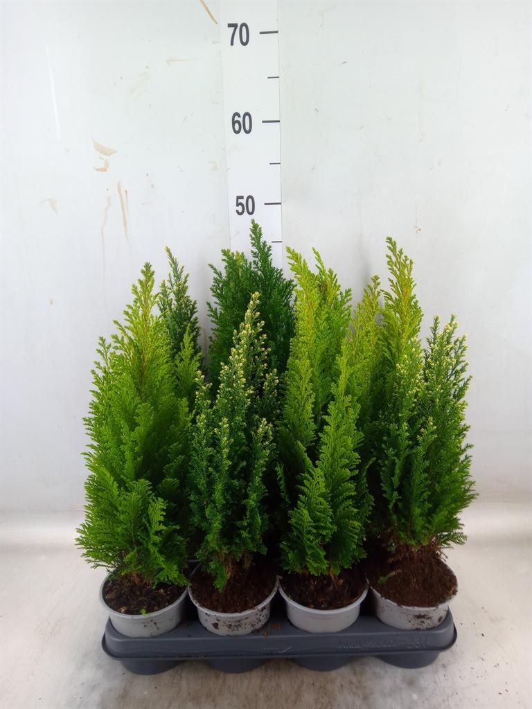 Горшечные цветы и растения оптом Conifers   ...mix от 11шт из Голландии с доставкой по России