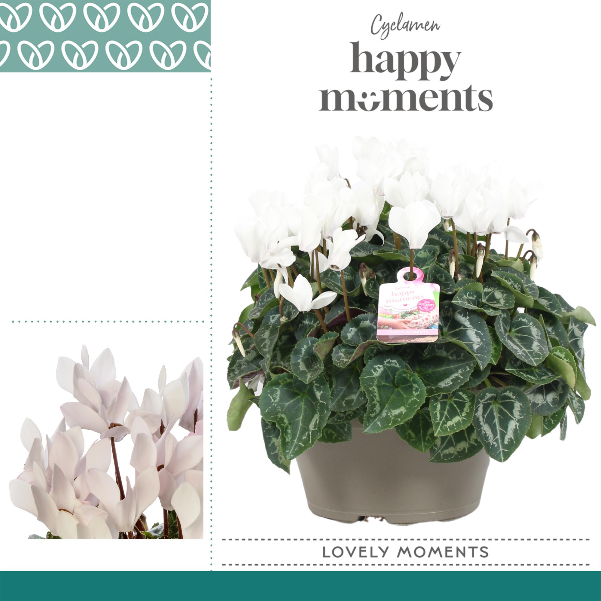 Горшечные цветы и растения оптом Cyclamen Garden White Bowl Ariel от 1шт (для телеги) из Голландии с доставкой по России
