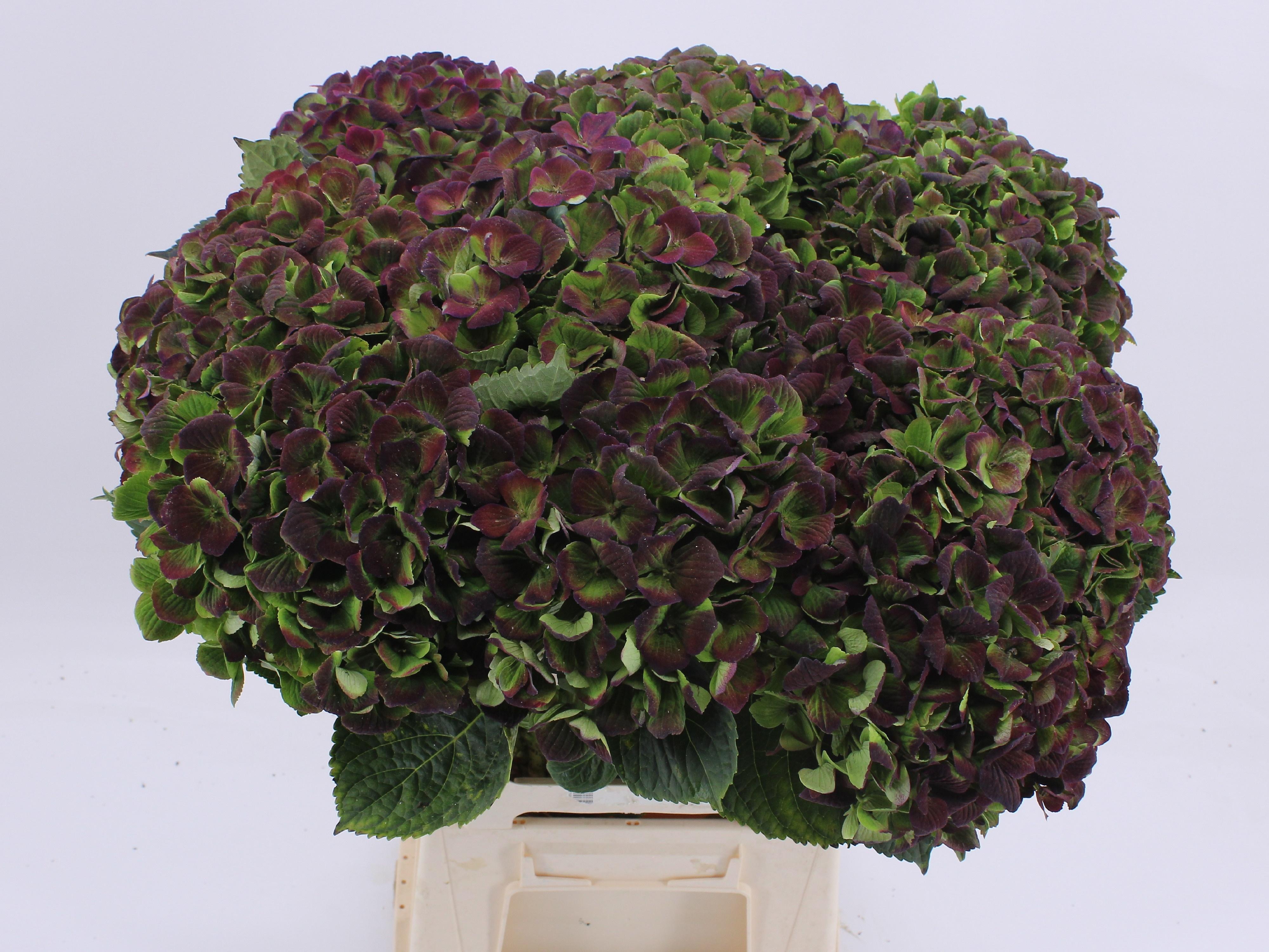 Срезанные цветы оптом Hydrangea mag amethyst classic от 10шт из Голландии с доставкой по России
