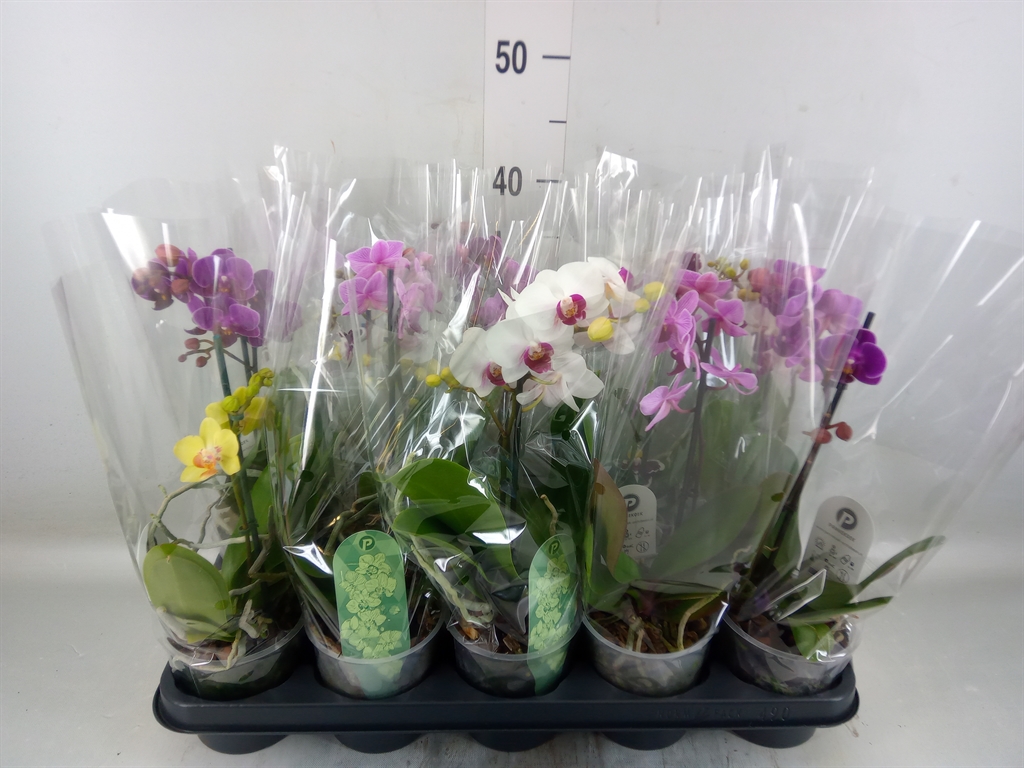Горшечные цветы и растения оптом Phalaenopsis Multi. ...mix 3 от 10шт из Голландии с доставкой по России Горшечные цветы и растения оптом Phalaenopsis Multi. ...mix 3 от 10шт из Голландии с доставкой по России
