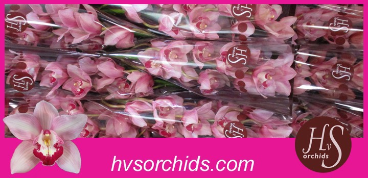 Срезанные цветы оптом Cymbidium purple-white mrs teresa от 10шт из Голландии с доставкой по России