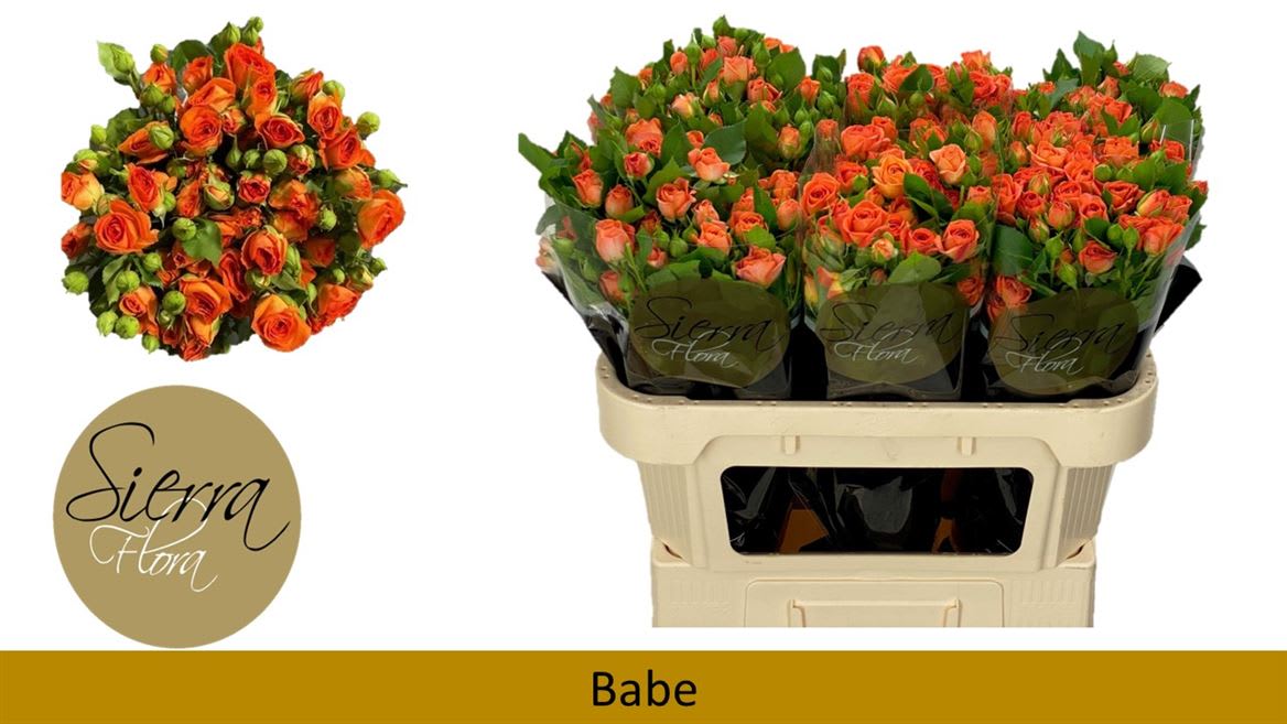 Срезанные цветы оптом Rosa spray babe от 50шт из Голландии с доставкой по России