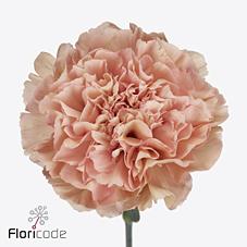 Срезанные цветы оптом Dianthus st saona+ от 80шт из Голландии с доставкой по России