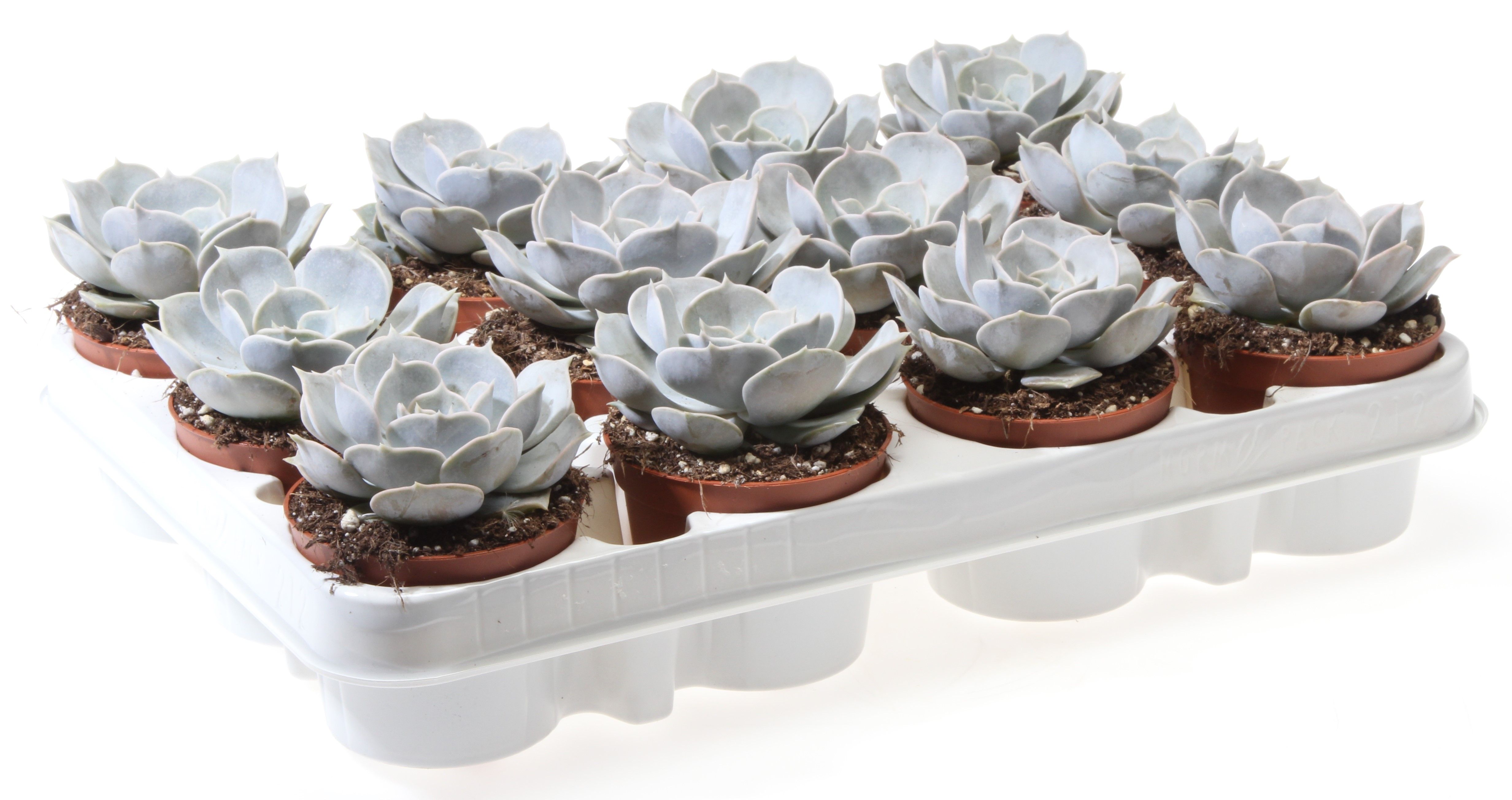 Горшечные цветы и растения оптом Echeveria Lilacina от 12шт (для телеги) из Голландии с доставкой по России