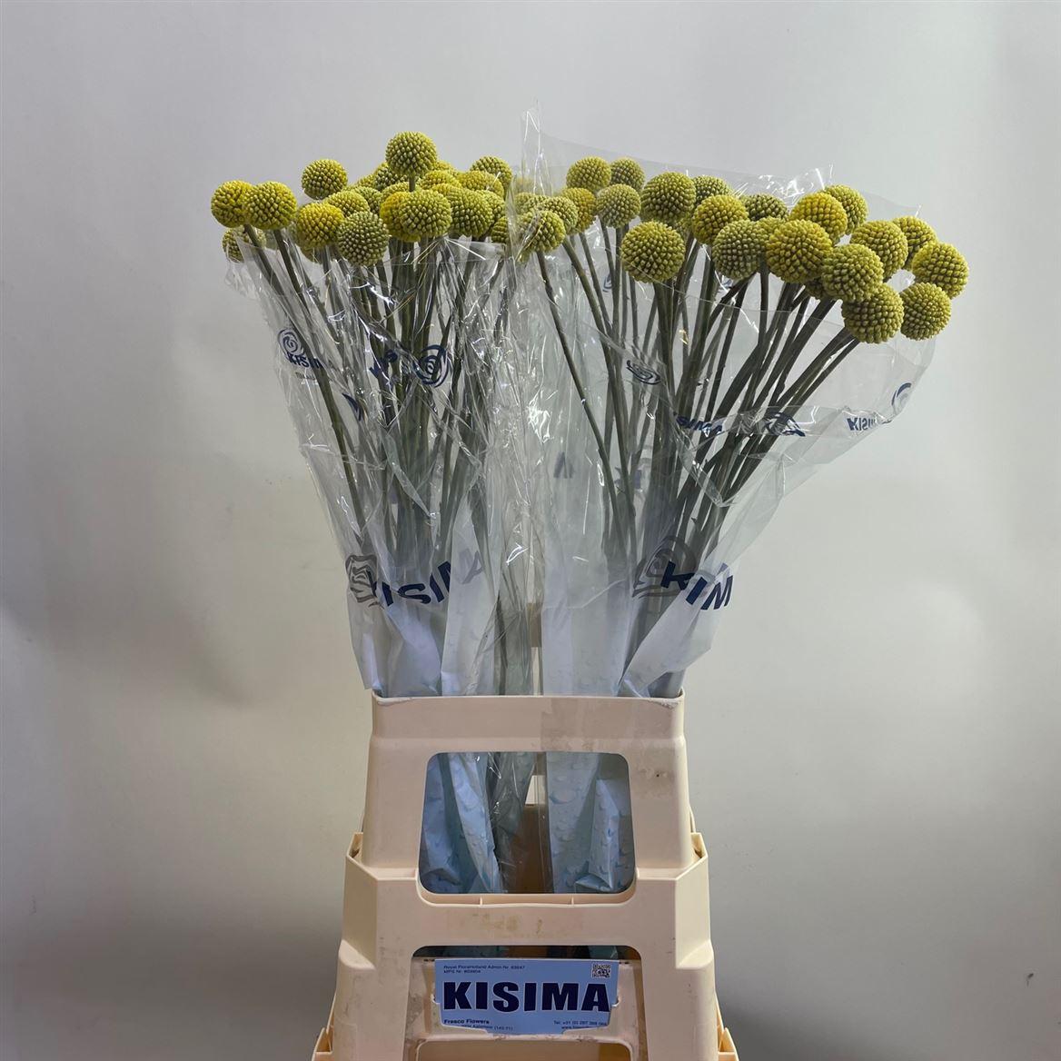 Срезанные цветы оптом Craspedia paintball pop от 80шт из Голландии с доставкой по России