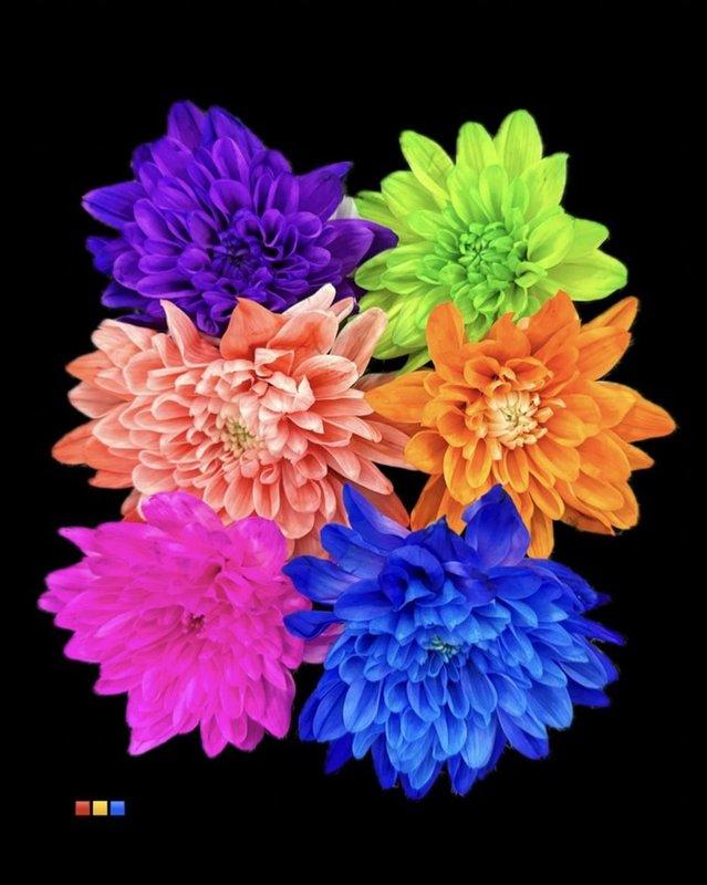 Срезанные цветы оптом Chrys sp paint euro mix от 60шт из Голландии с доставкой по России