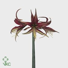 Срезанные цветы оптом Hippeastrum mini tango от 18шт из Голландии с доставкой по России