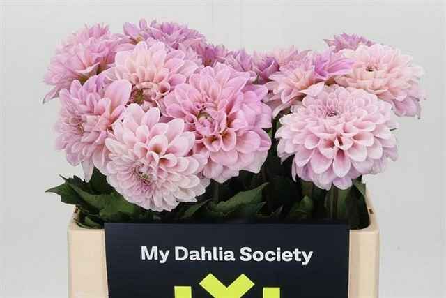 Срезанные цветы оптом Dahlia sweet nathalie от 20шт из Голландии с доставкой по России