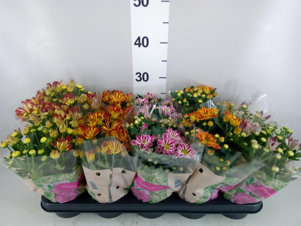Горшечные цветы и растения оптом Chrysanthemum ..gr Mix от 10шт из Голландии с доставкой по России