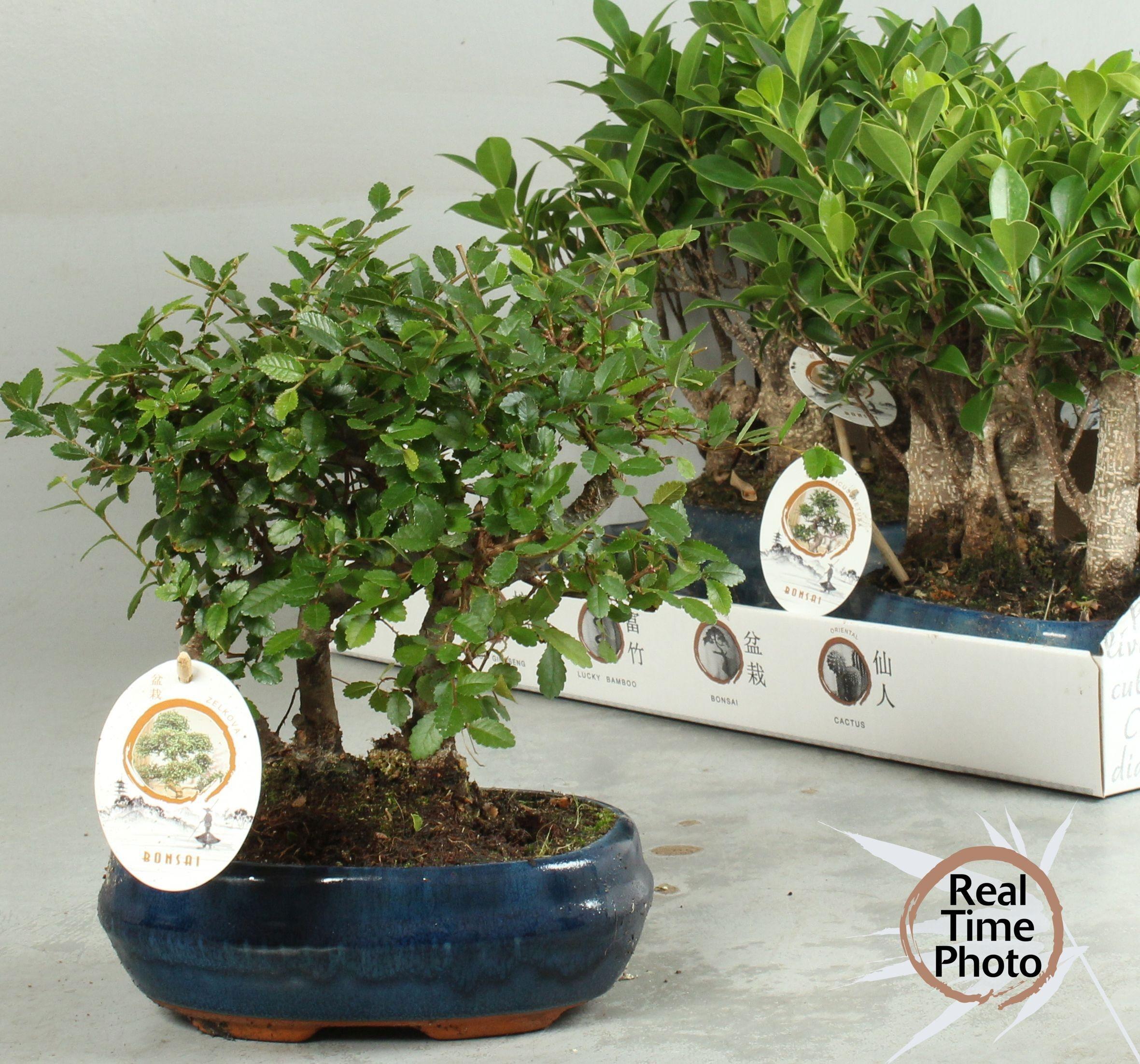 Горшечные цветы и растения оптом Bonsai Gem от 4шт из Голландии с доставкой по России