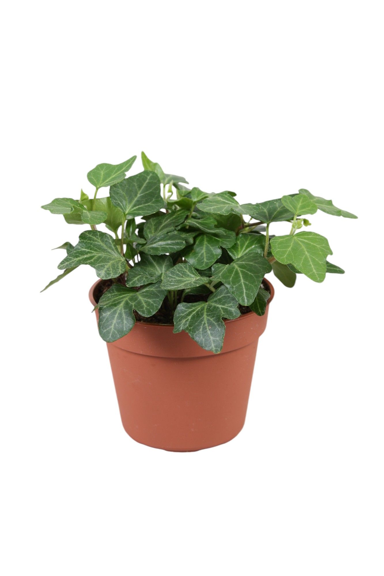 Горшечные цветы и растения оптом Hedera Helix Wonder от 21шт (для телеги) из Голландии с доставкой по России