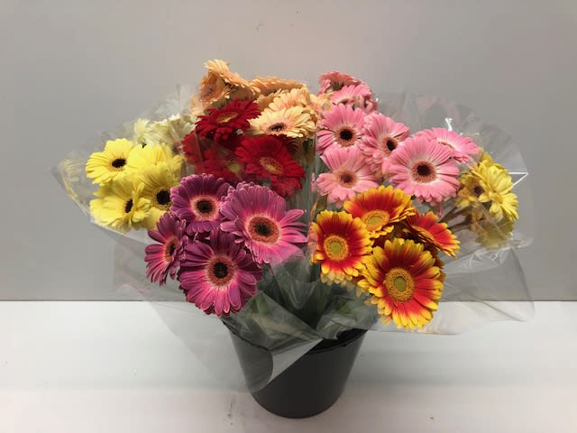 Срезанные цветы оптом Bq mono germini mix x7 + green от 10шт из Голландии с доставкой по России